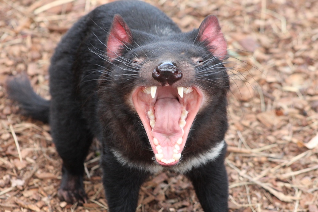 Tasmanian Devil
