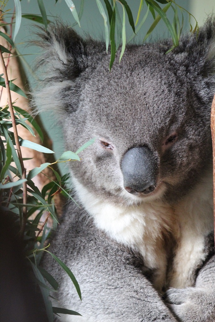 koala