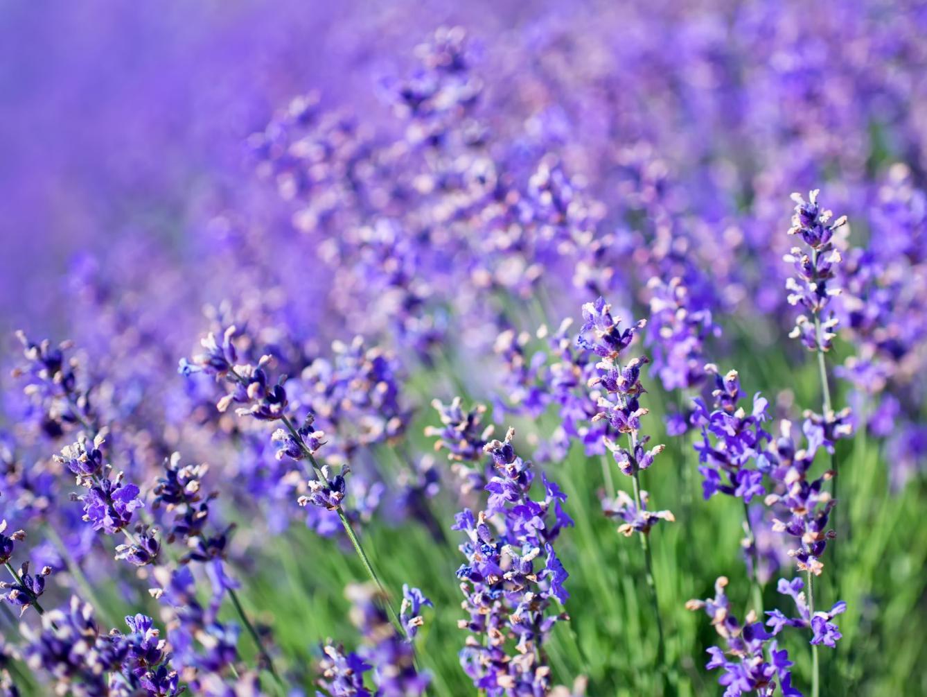 lavender