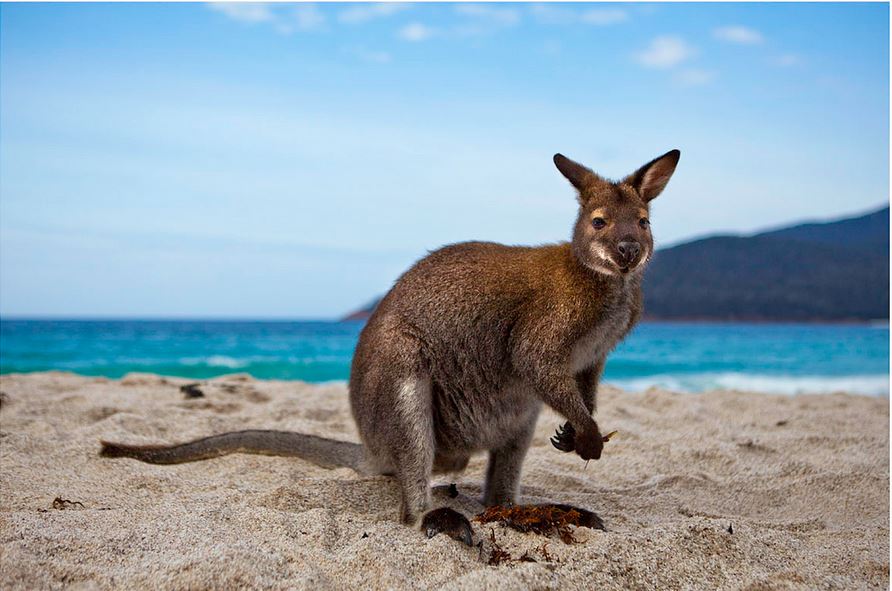 wallaby at wineglassbay