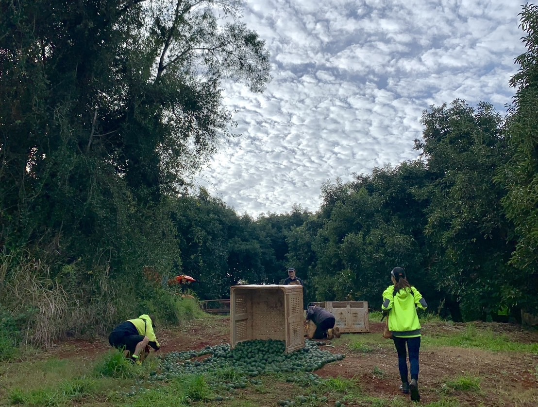 image_29581795_497058831298199964_1709101456838